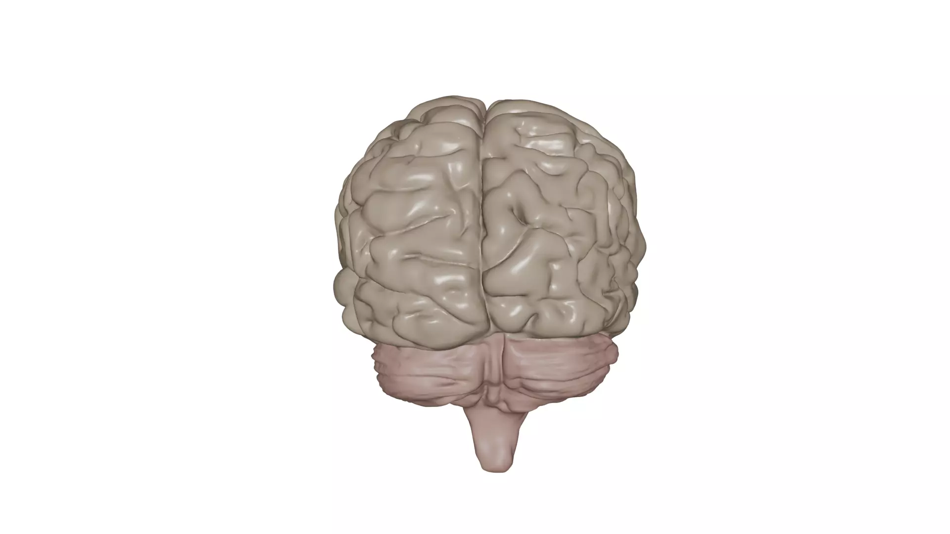 Brain 3D model_2