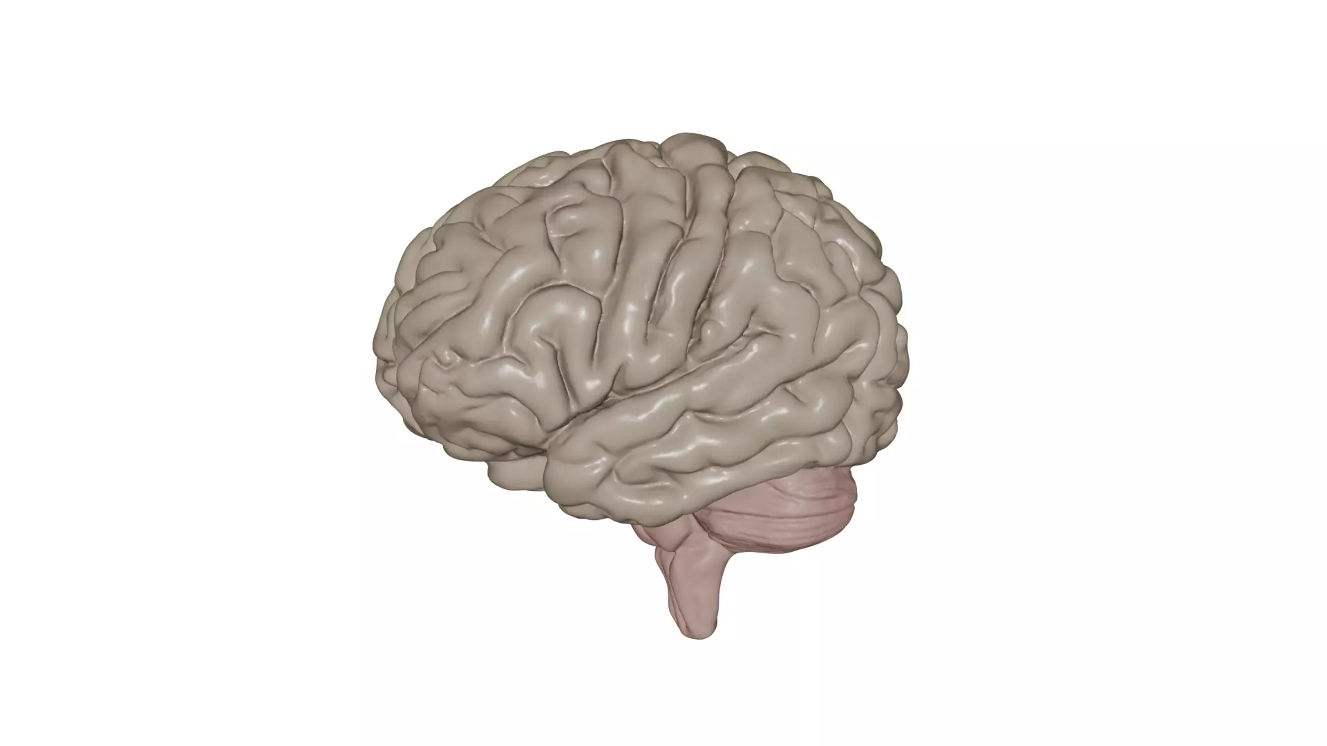 Brain 3D model_3