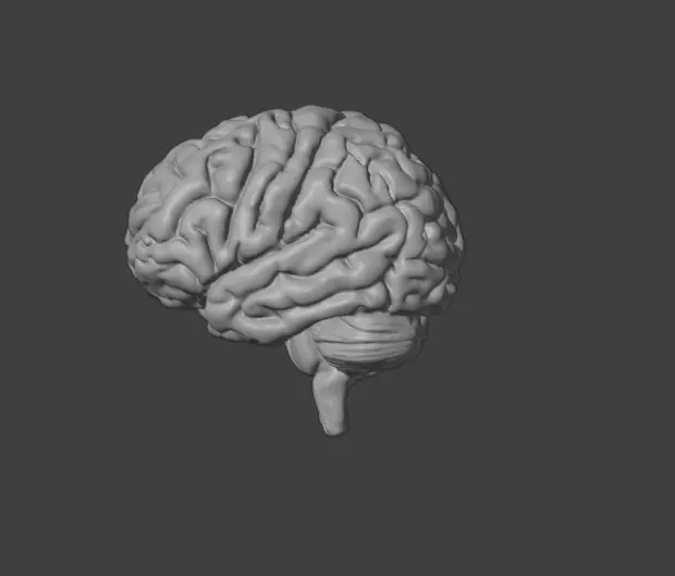 Brain 3D model_4