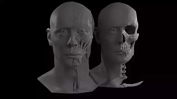 HD Male Anatomy Ecorche Busts