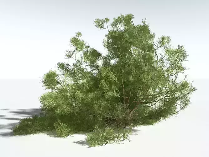 EVERYPlant Iodine Bush