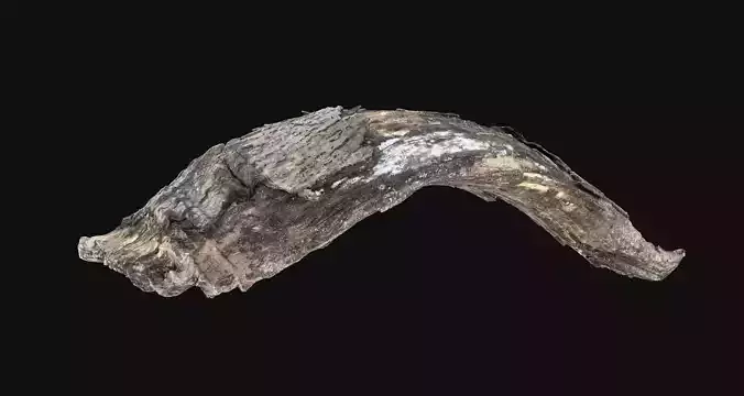 Piece of tree wood with bark 3d scan in highpoly