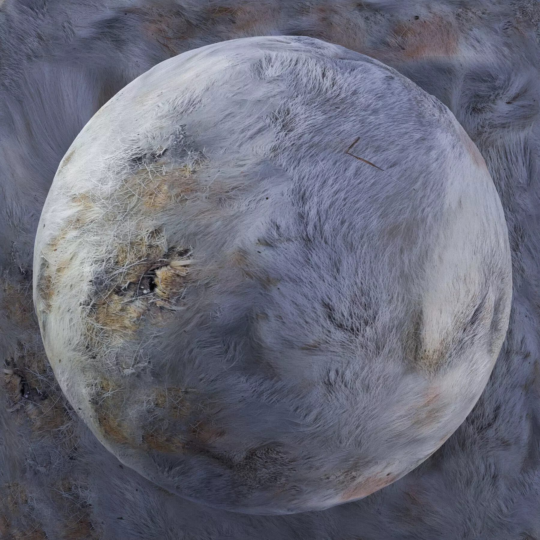 Reindeer Fur Bundle - 11 Materials - 8K Texture_2