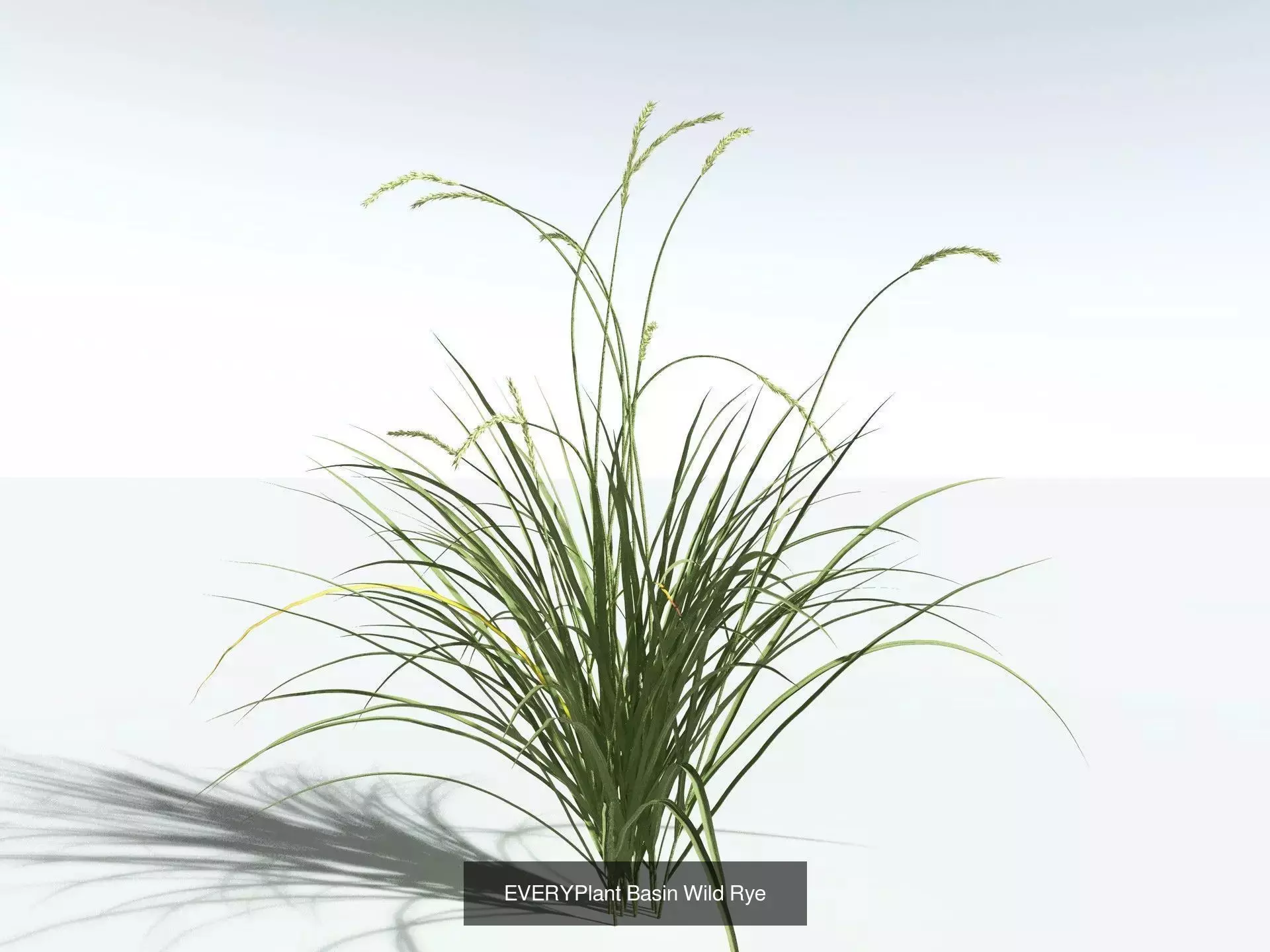 EVERYPlant US Great Basin Biome 3D Model Collection_11