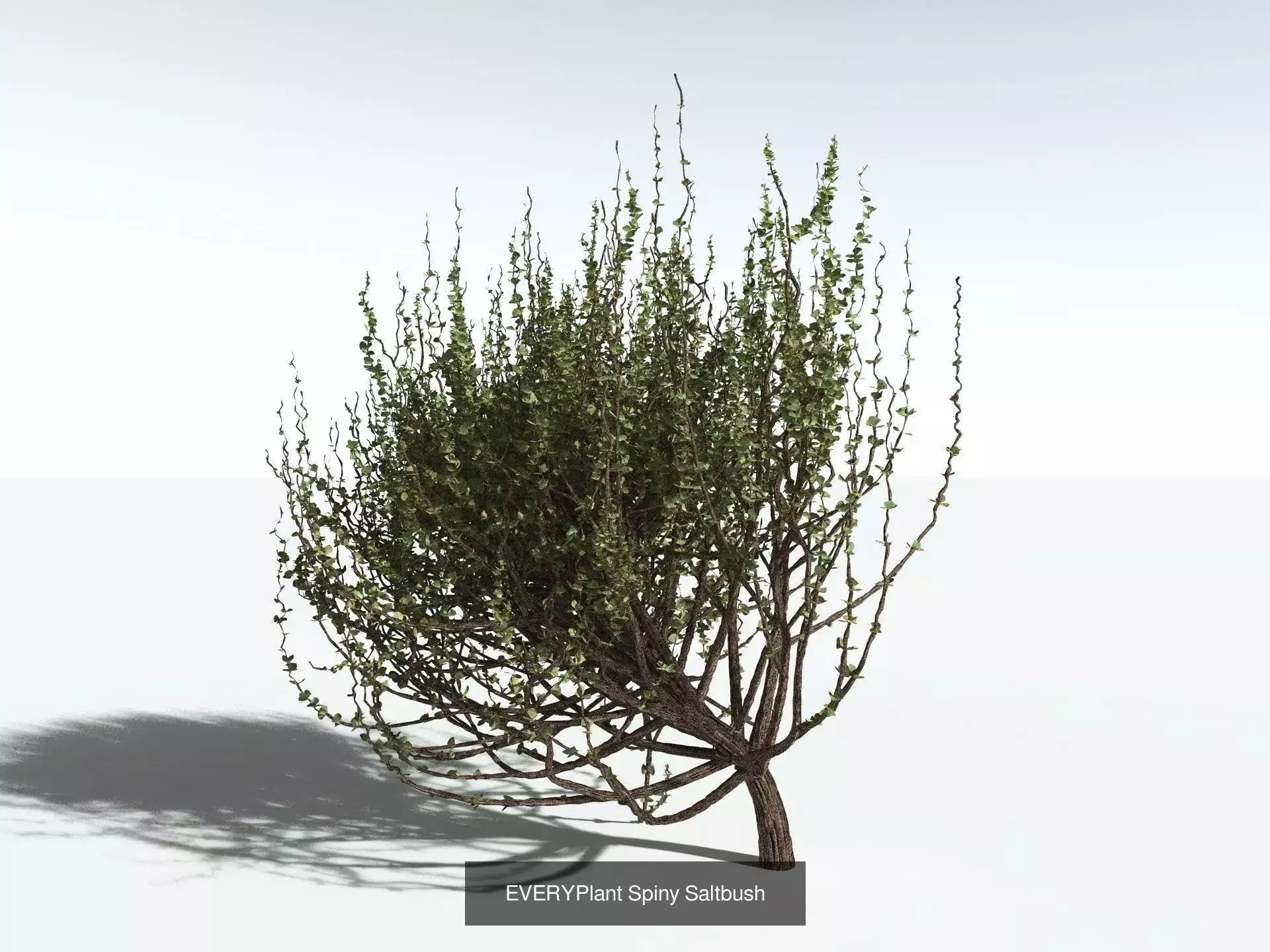 EVERYPlant US Great Basin Biome 3D Model Collection_2
