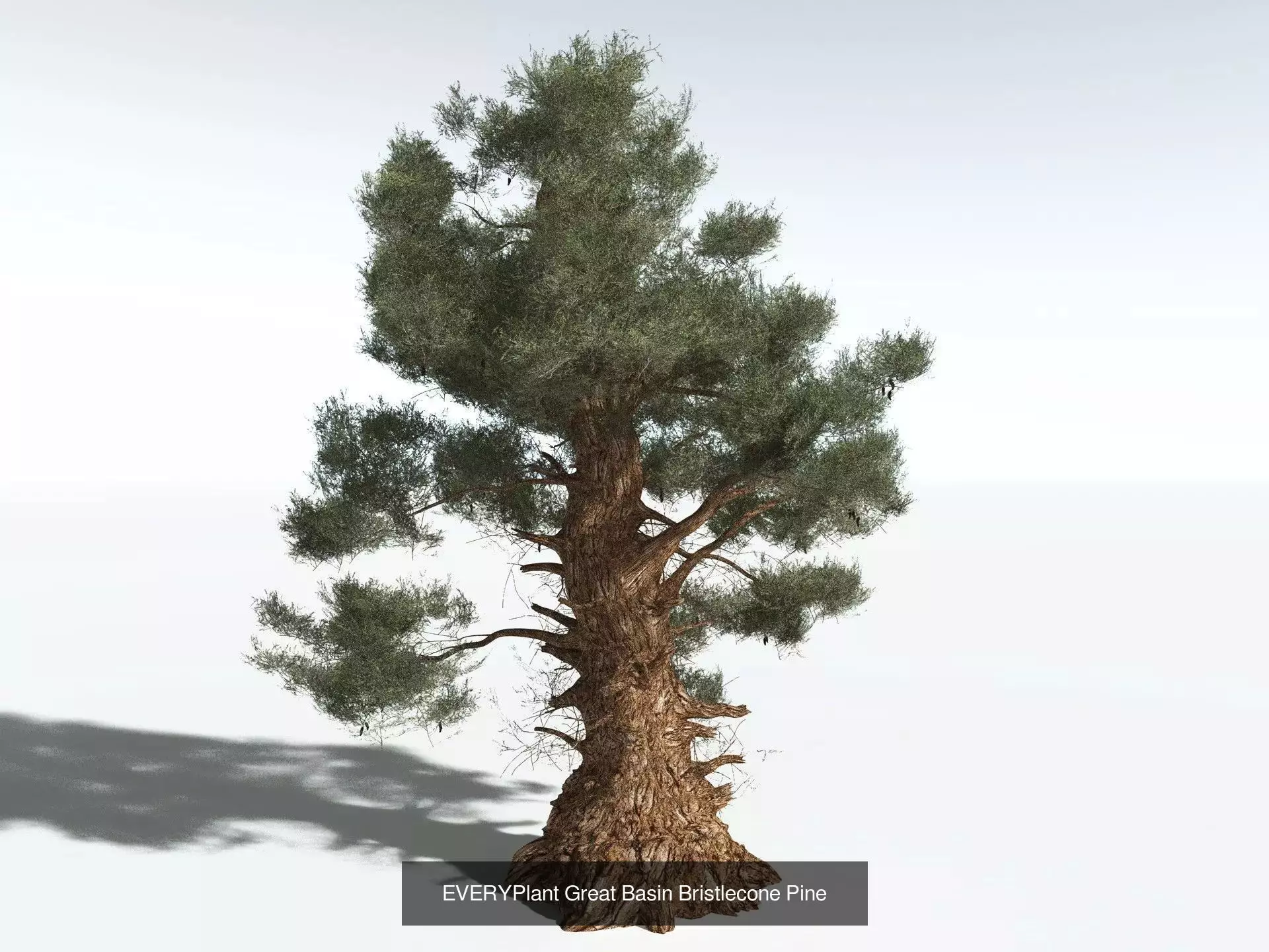 EVERYPlant US Great Basin Biome 3D Model Collection_8