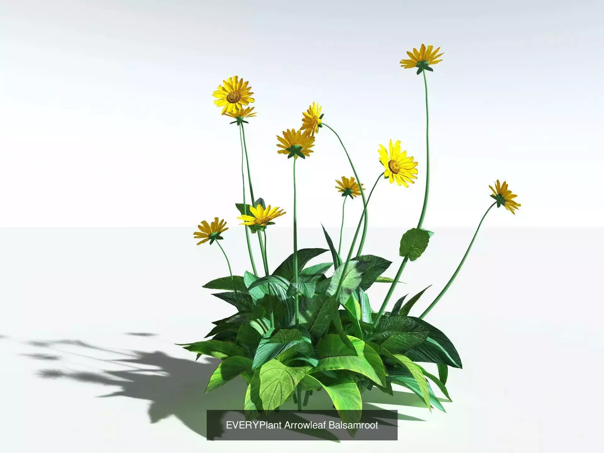 EVERYPlant US Great Basin Biome 3D Model Collection_9