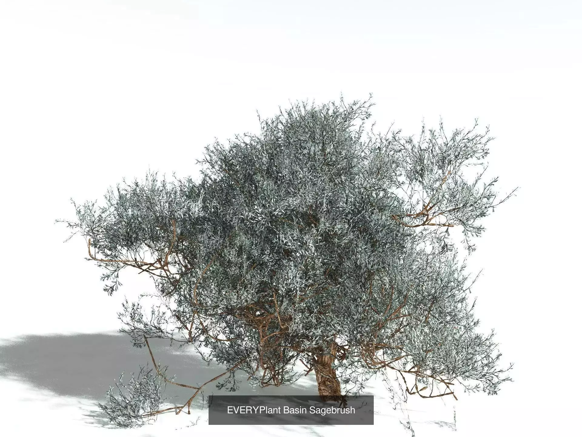 EVERYPlant US Great Basin Biome 3D Model Collection_1