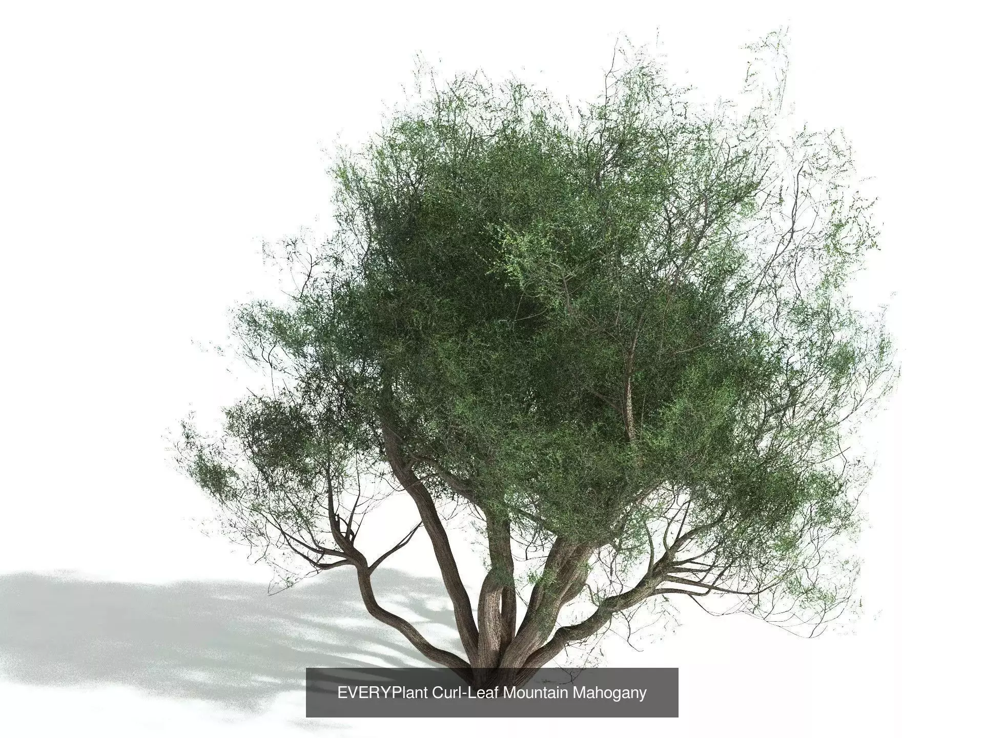 EVERYPlant US Great Basin Biome 3D Model Collection_7