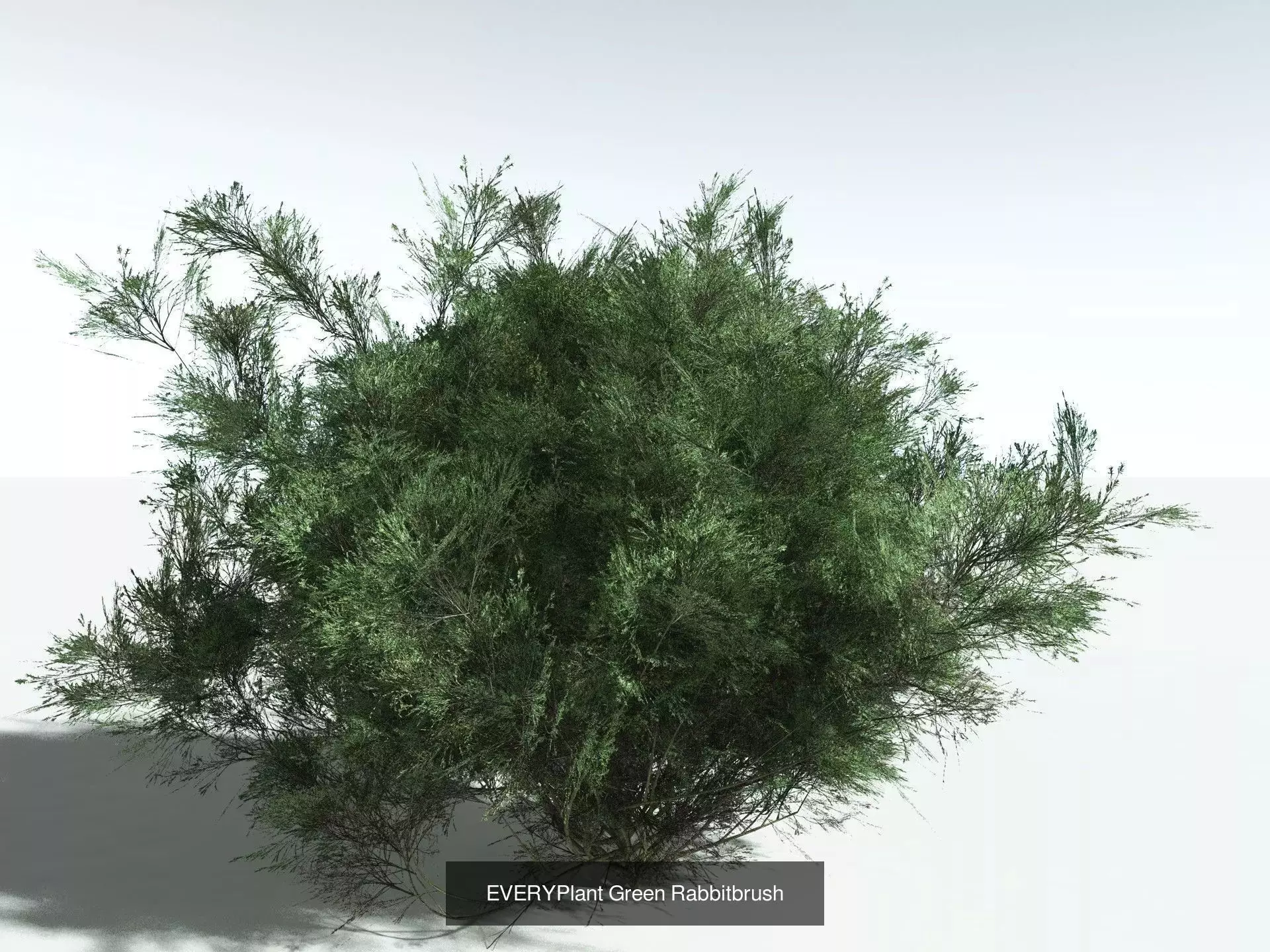 EVERYPlant US Great Basin Biome 3D Model Collection_3