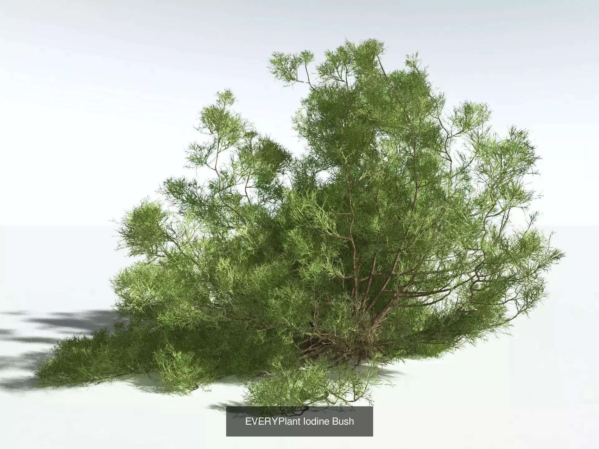 EVERYPlant US Great Basin Biome 3D Model Collection_12