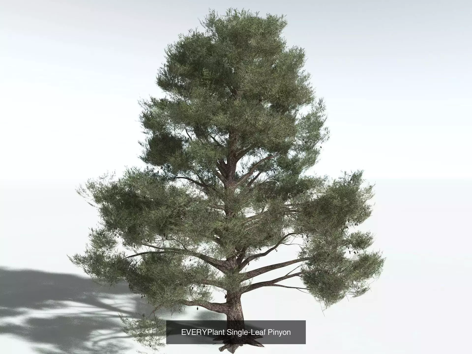 EVERYPlant US Great Basin Biome 3D Model Collection_4