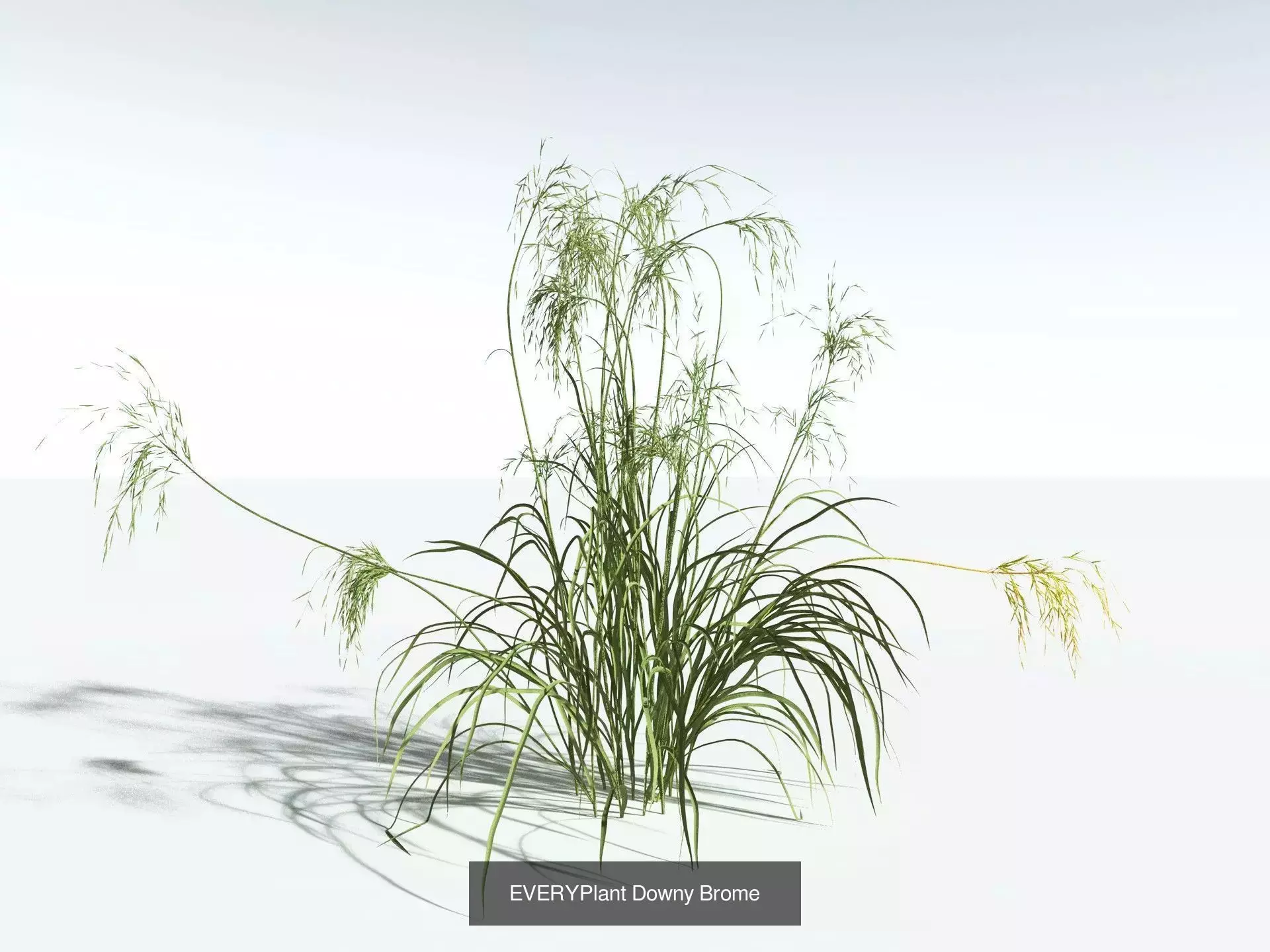 EVERYPlant US Great Basin Biome 3D Model Collection_5