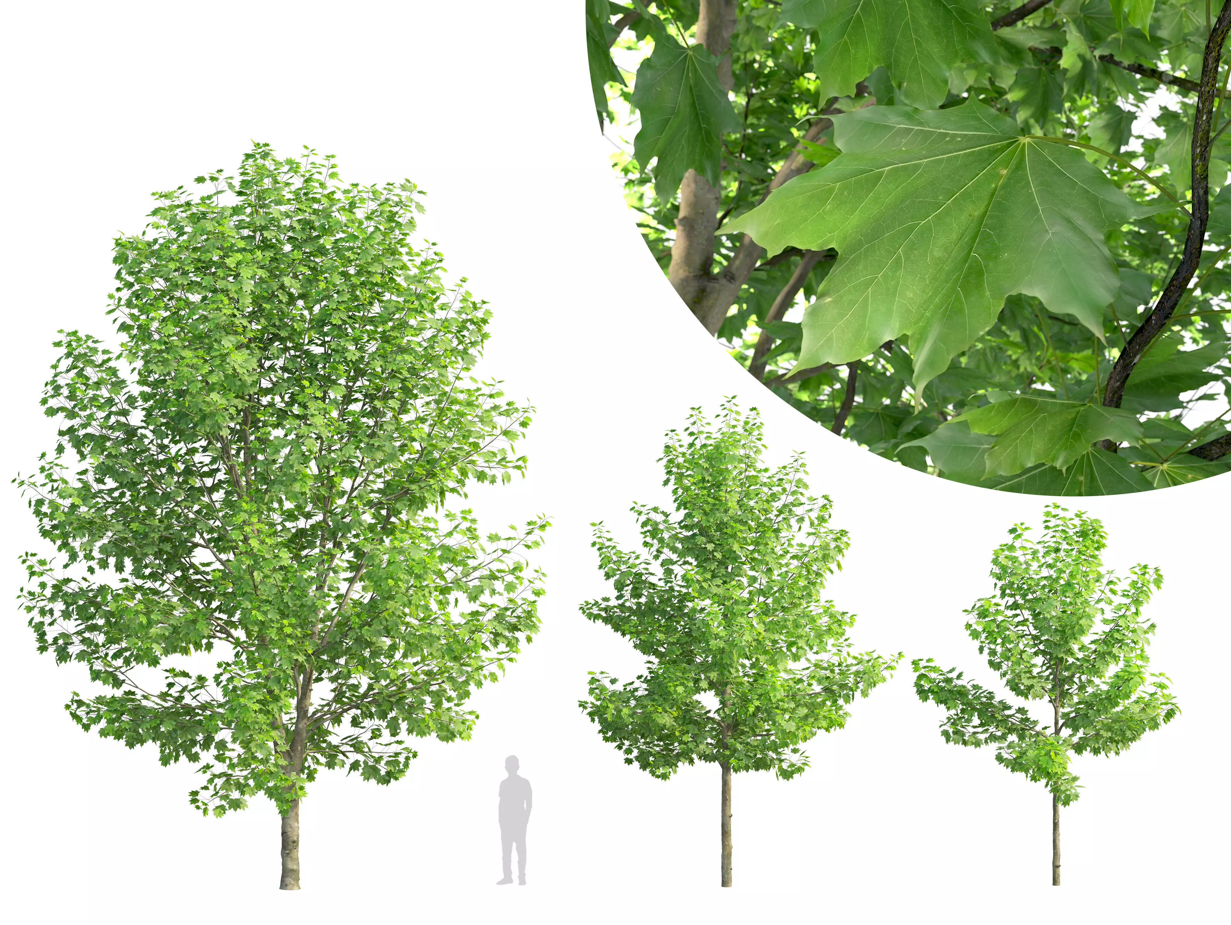 Sugar maple 3D model
