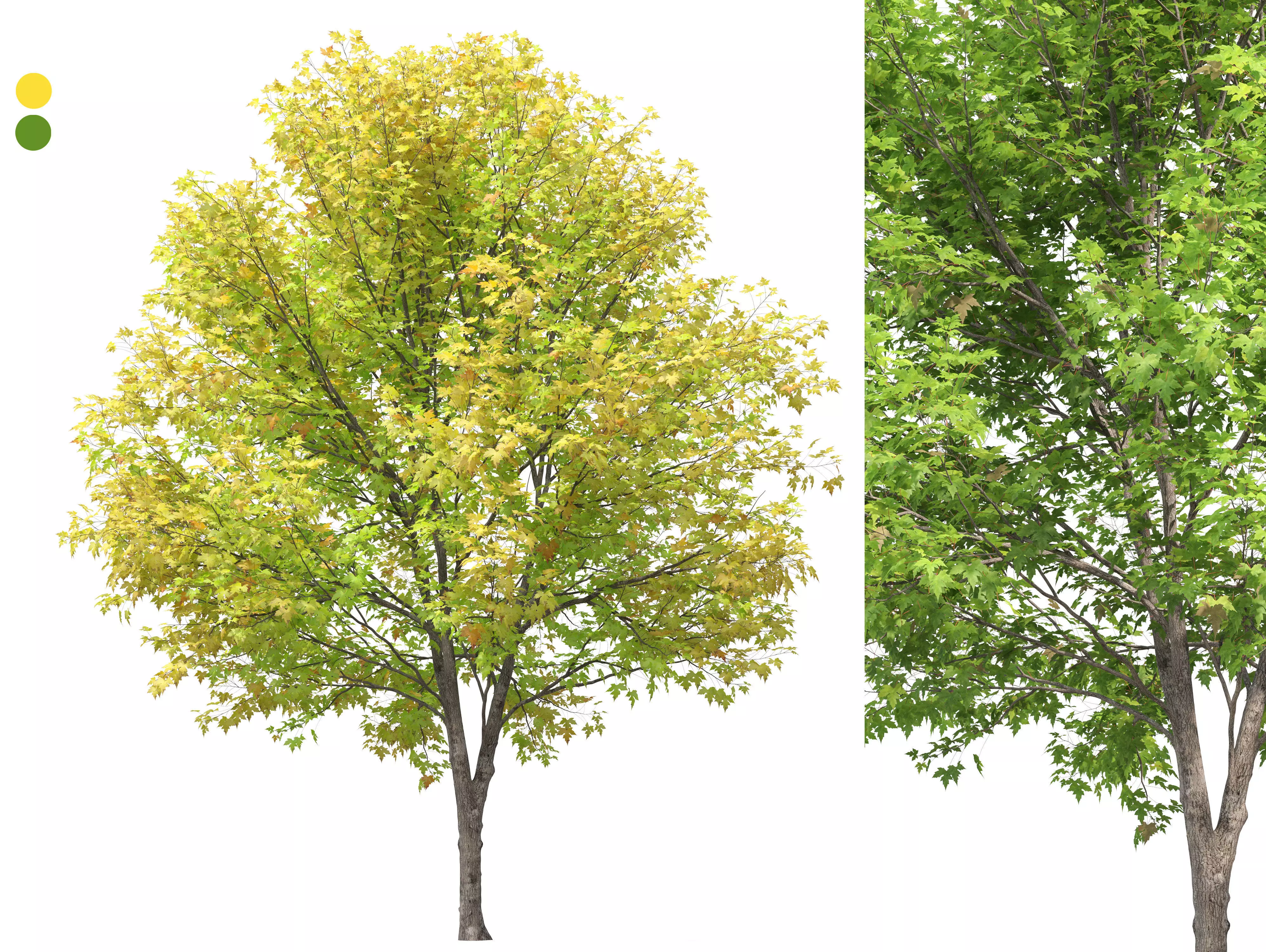 Silver maple 3D model_0