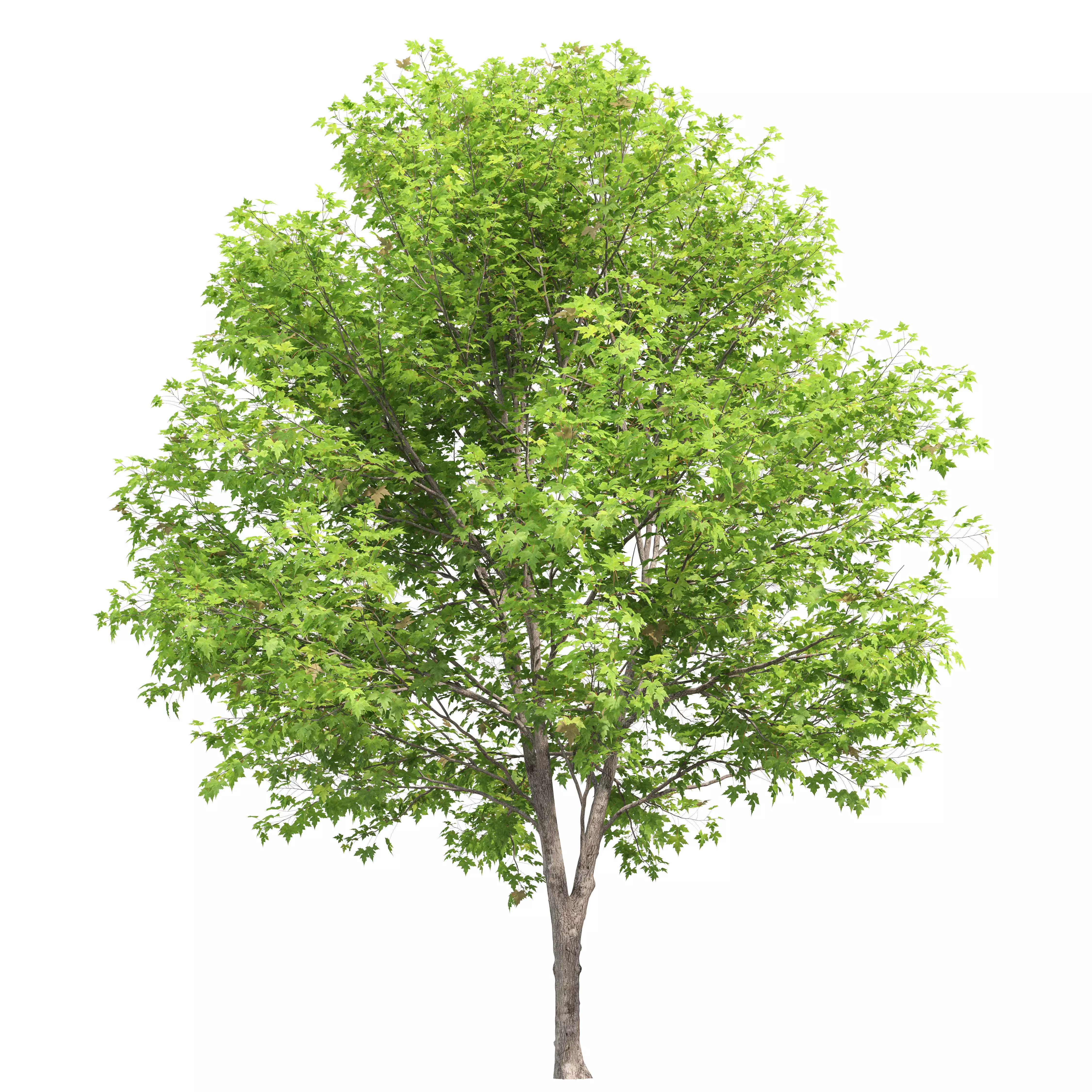 Silver maple 3D model_1