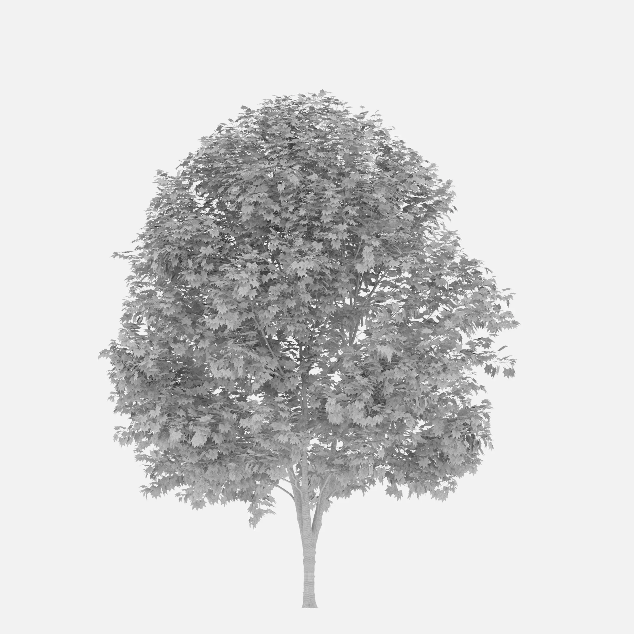Silver maple 3D model_6