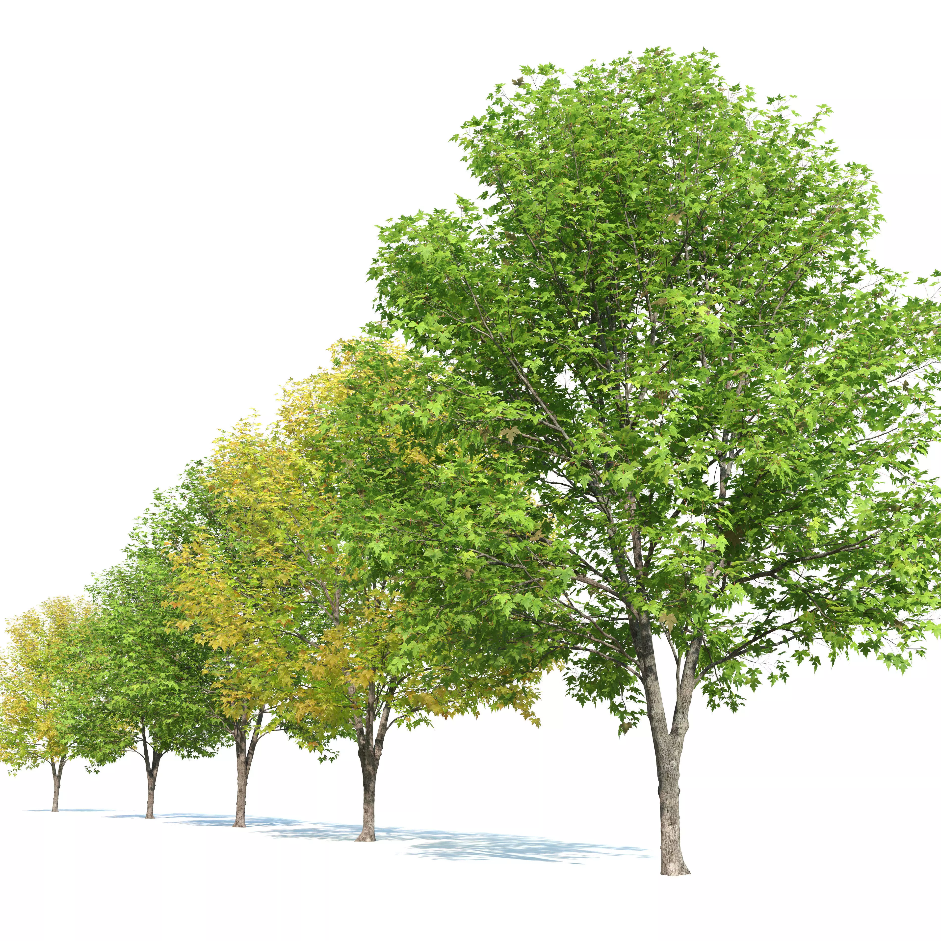 Silver maple 3D model_2