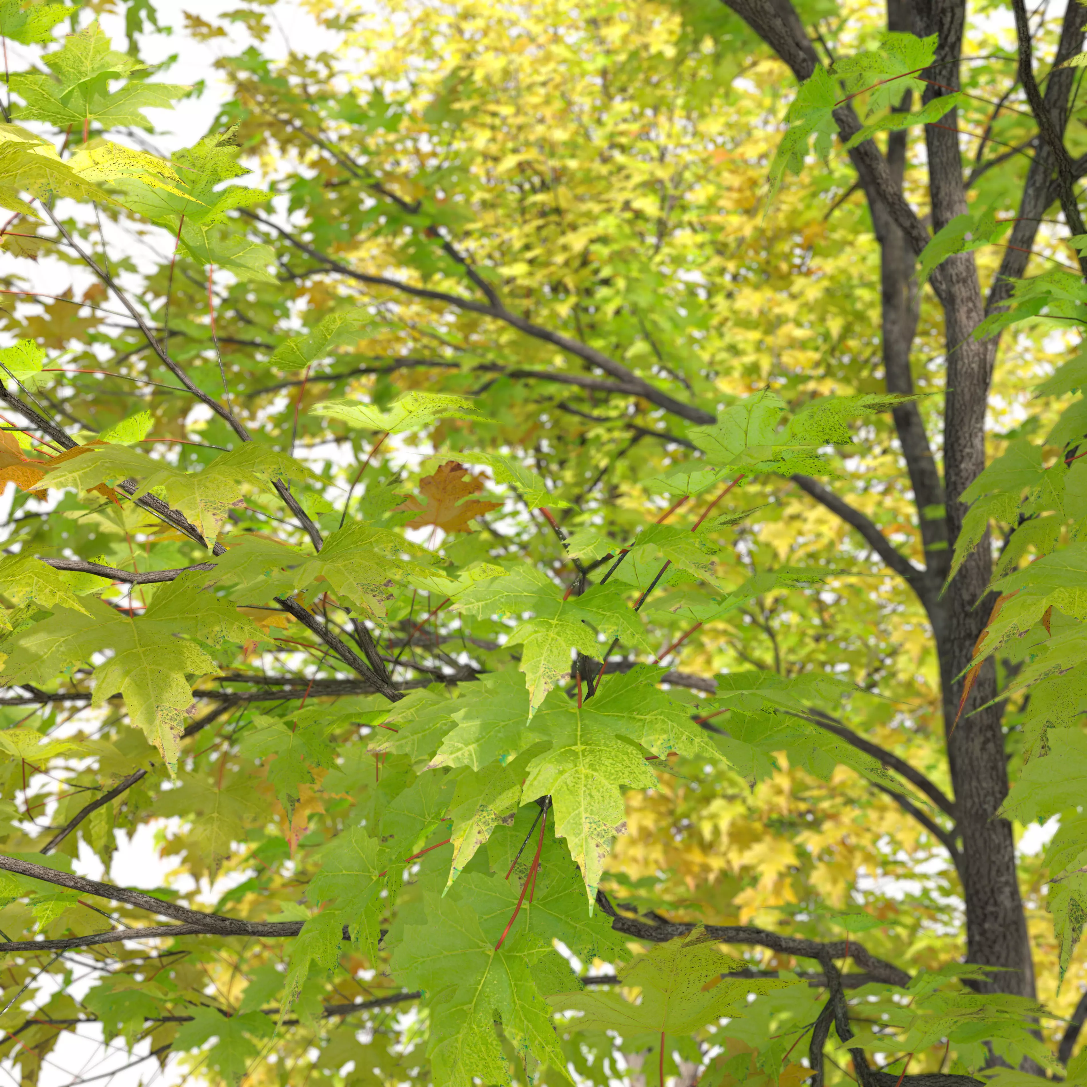 Silver maple 3D model_4