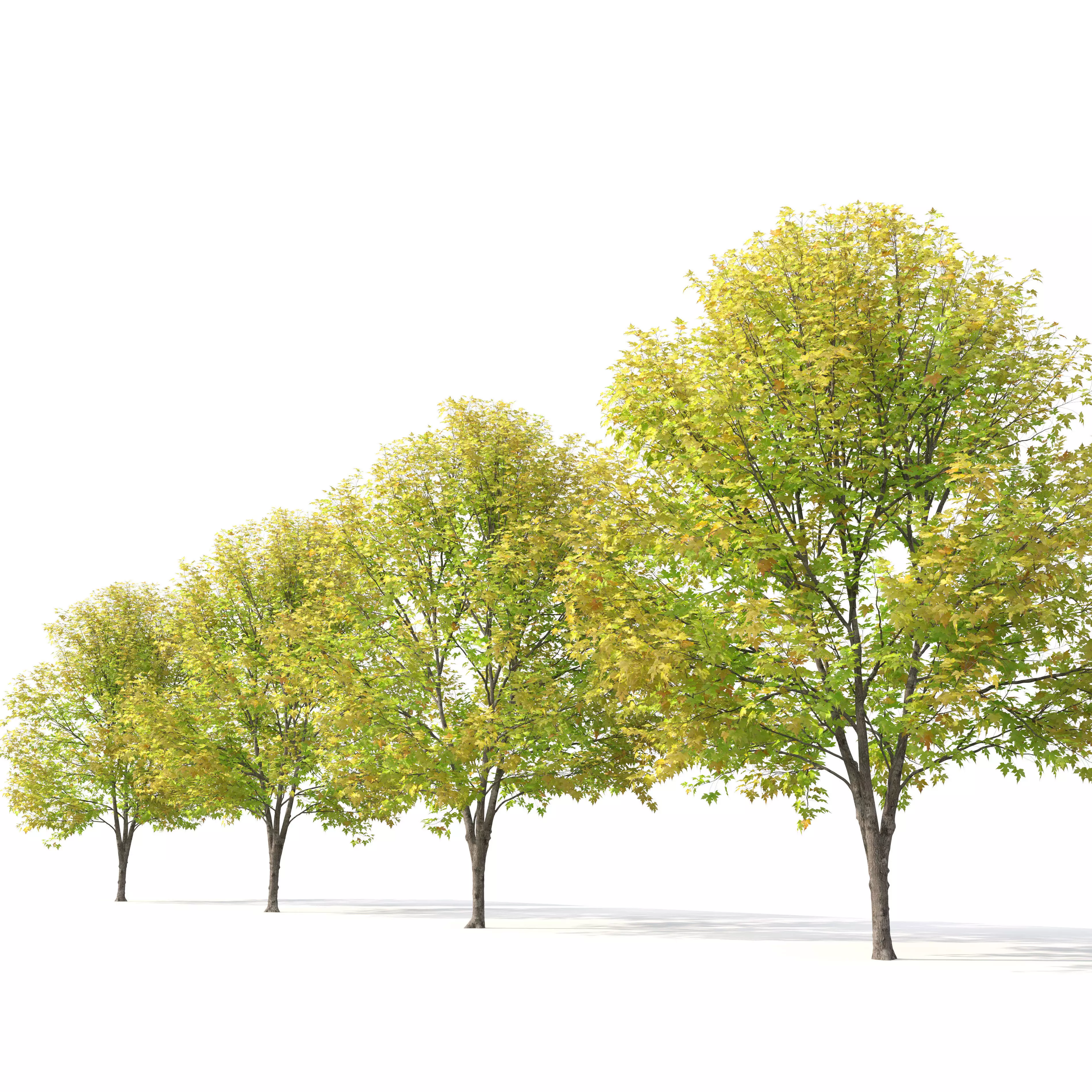 Silver maple 3D model_3