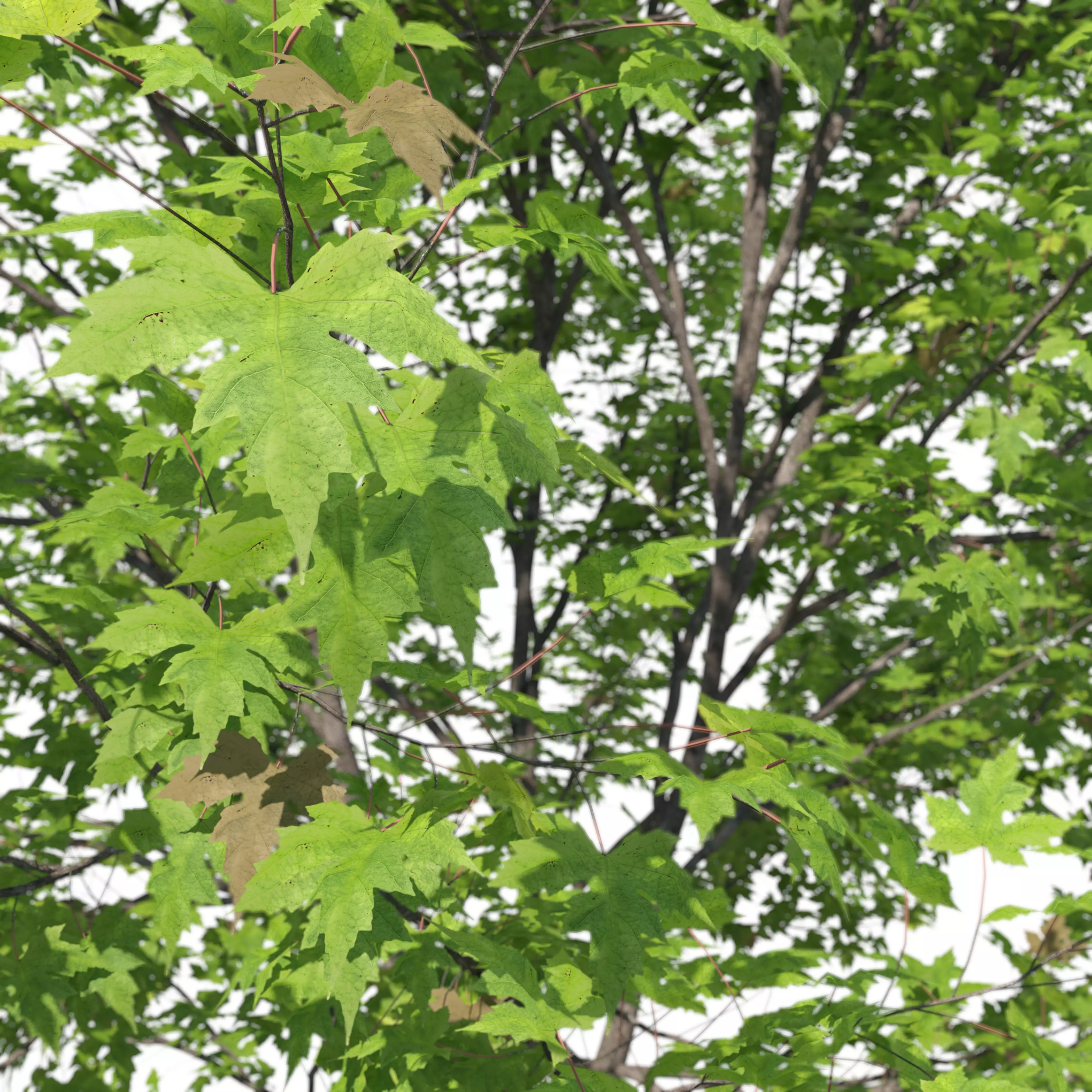 Silver maple 3D model_5