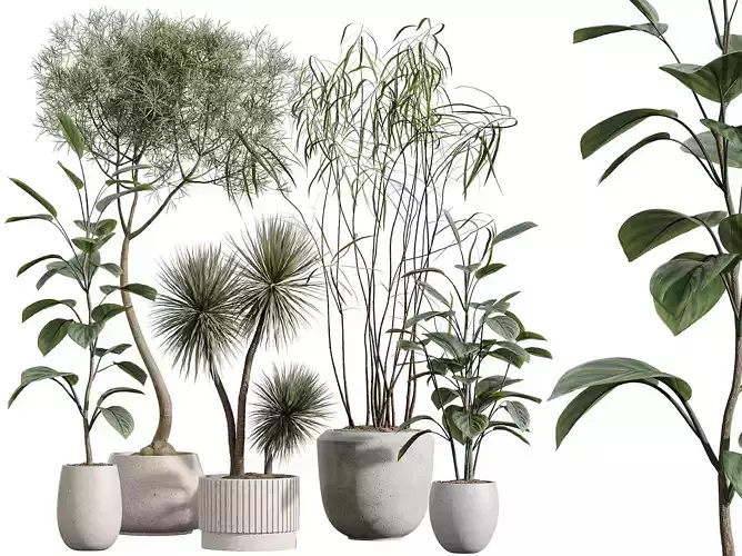 AV Indoor Plants Set 389 Ficus Yucca Rostrata Marginata