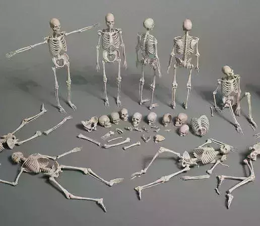 Complete Human Skeleton 3D Printable Full Body Anatomy