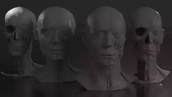 HD Human Anatomy Busts Pack
