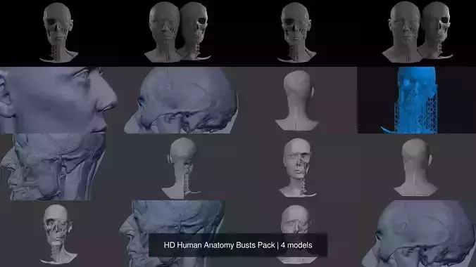 HD Human Anatomy Busts Pack