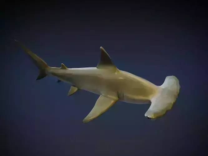 Hammerhead Shark