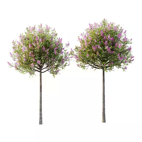Lilac Syringa Vulgaris Tree 01