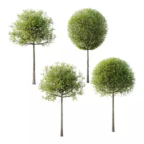 Lilac Syringa Vulgaris Tree 02 3D model