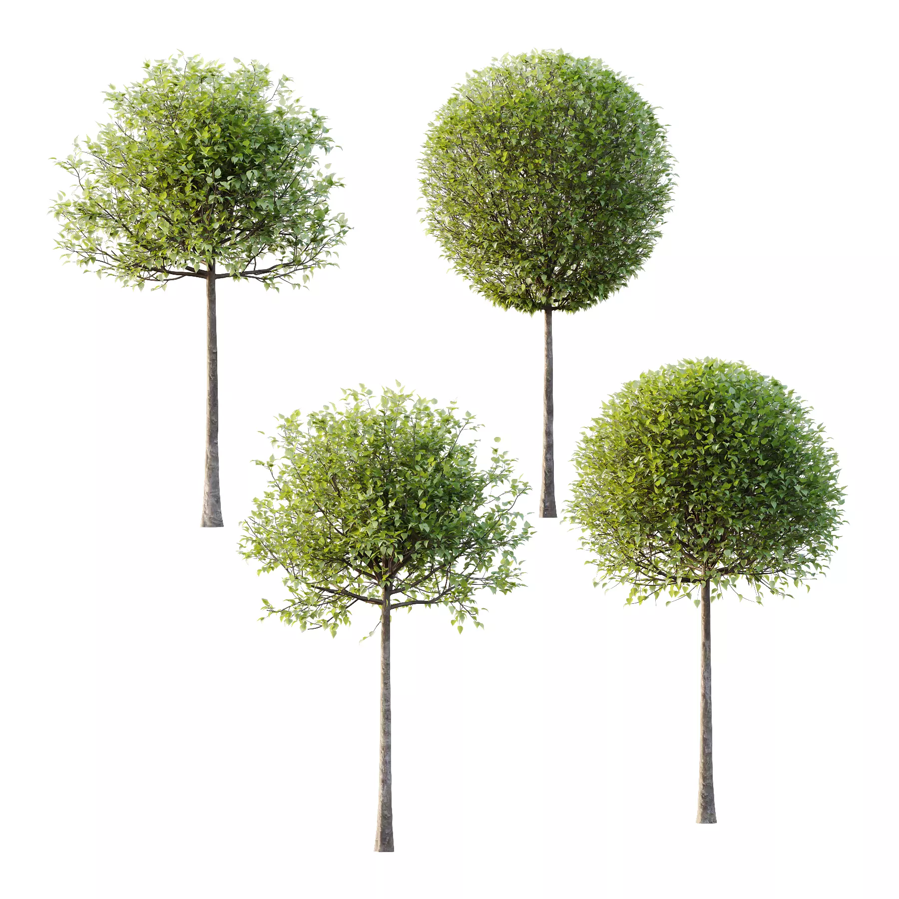 Lilac Syringa Vulgaris Tree 02 3D model_0