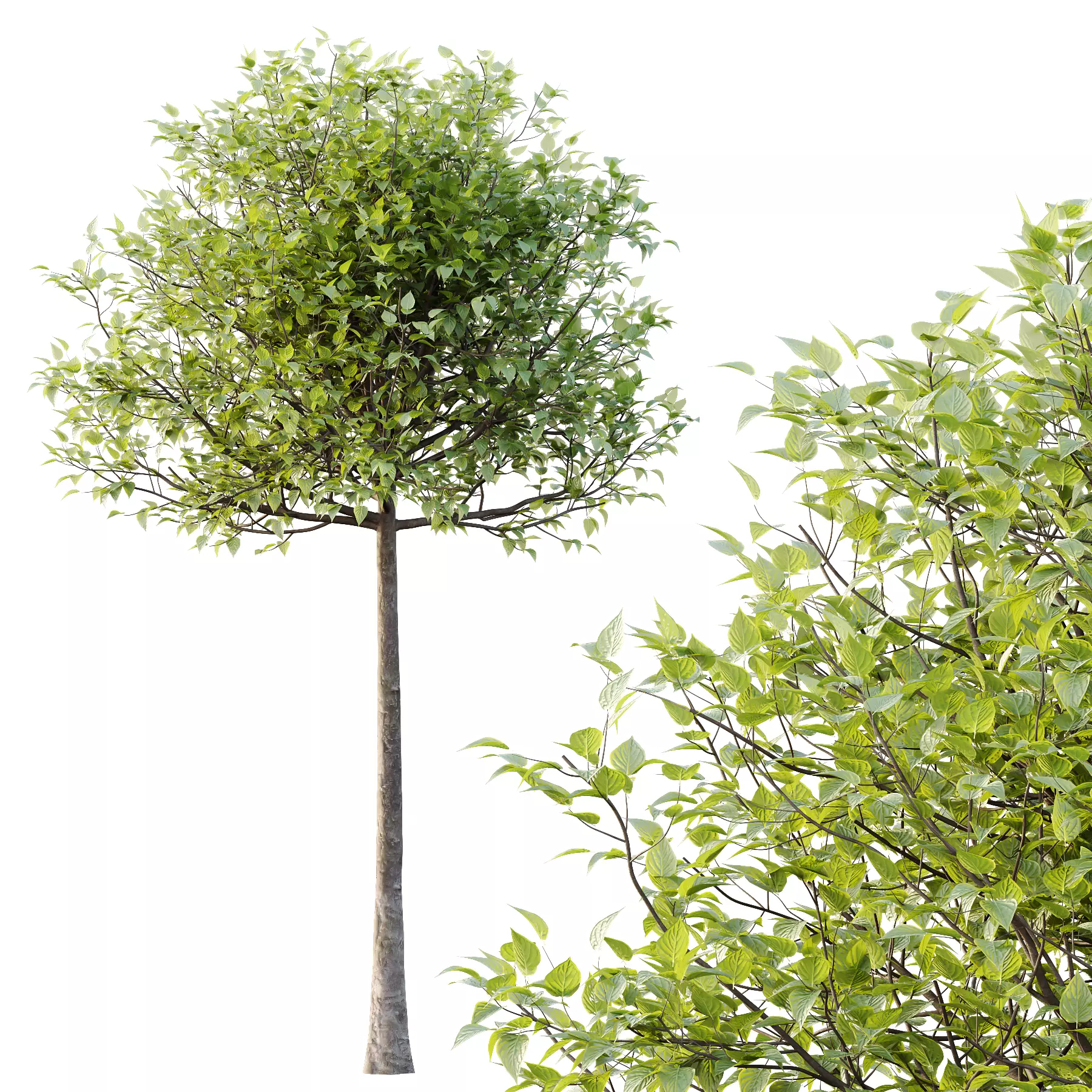 Lilac Syringa Vulgaris Tree 02 3D model_3