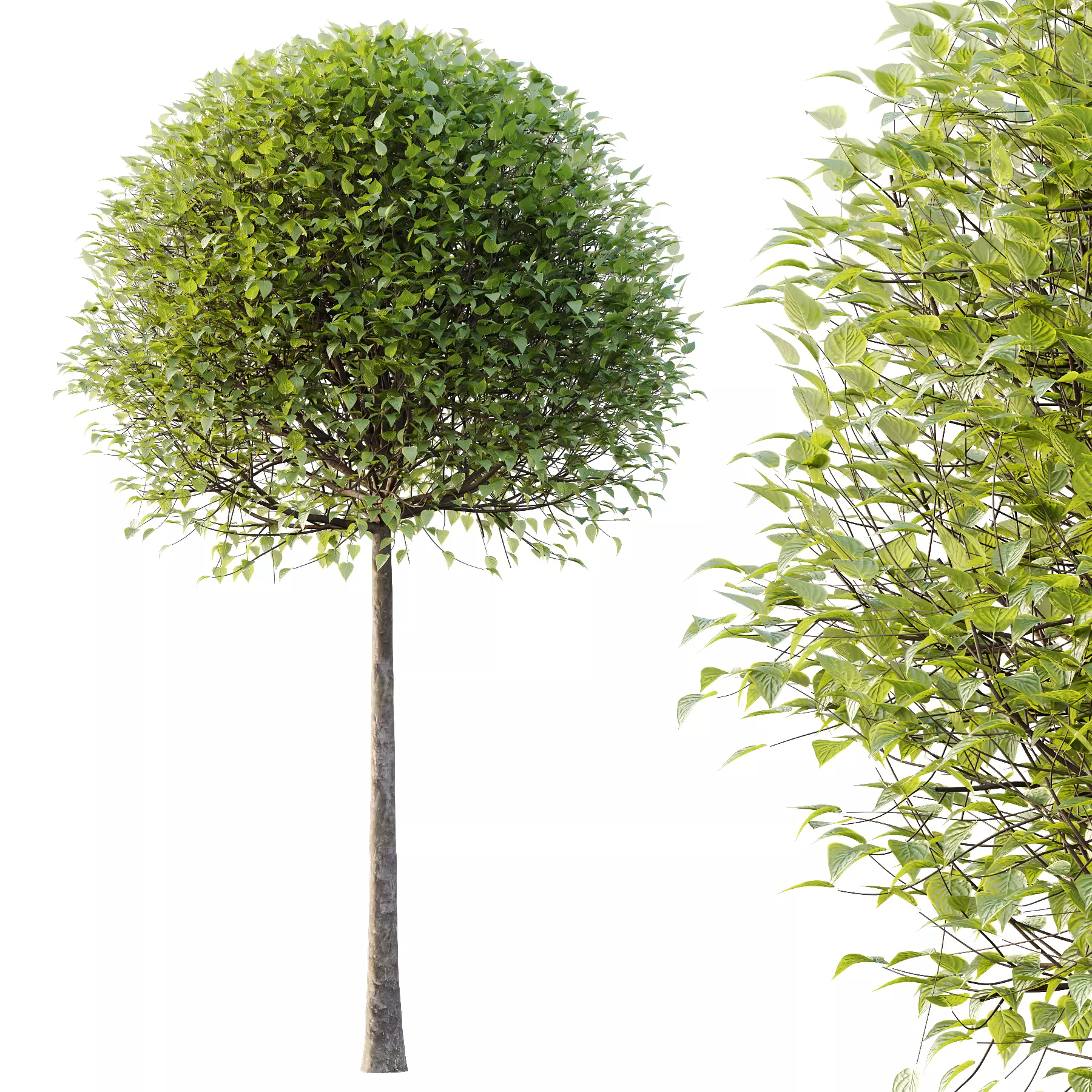 Lilac Syringa Vulgaris Tree 02 3D model_2