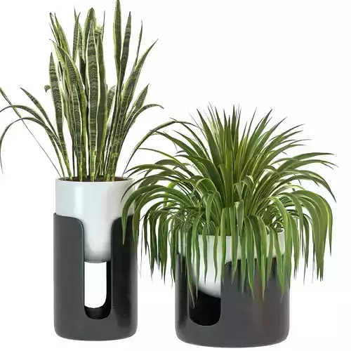 Plant Set 11