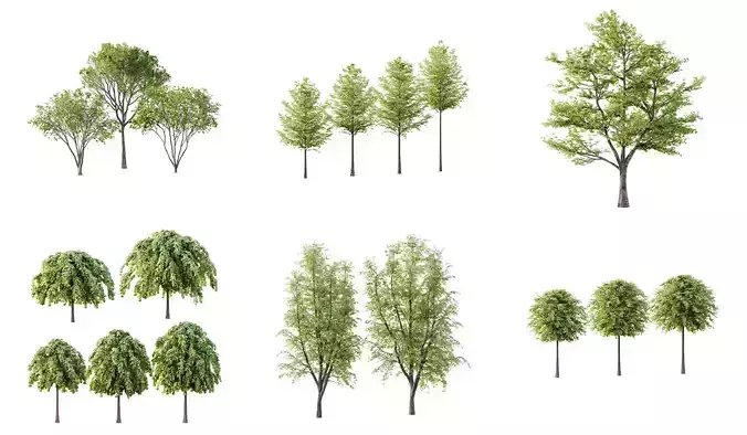 Excellent collection of Tree plants 18 Different Models 0015