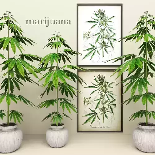 Cannabis marijuana plants for sims
