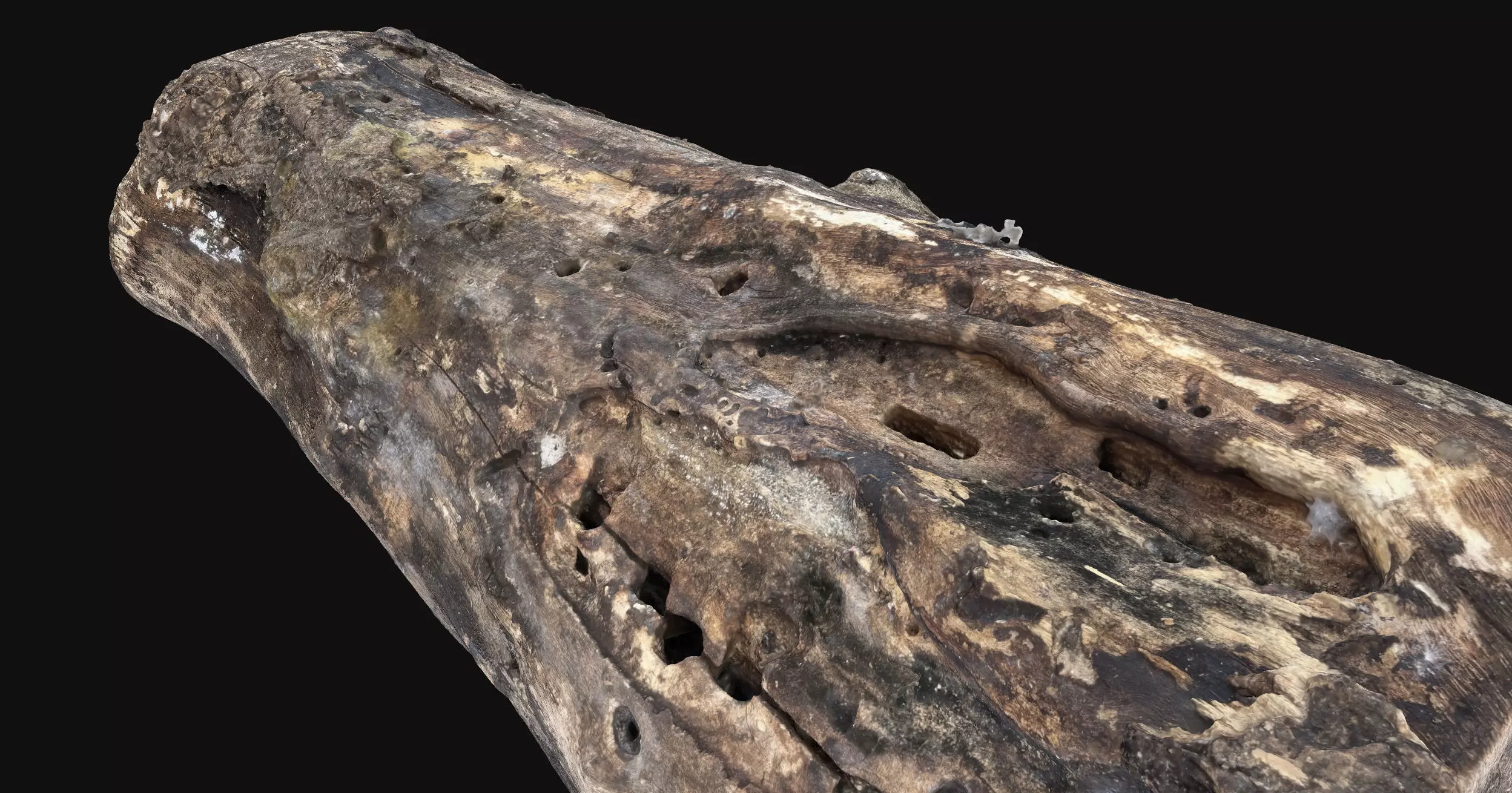 Withered piece of tree wood 3d scan highpoly 3D model_11