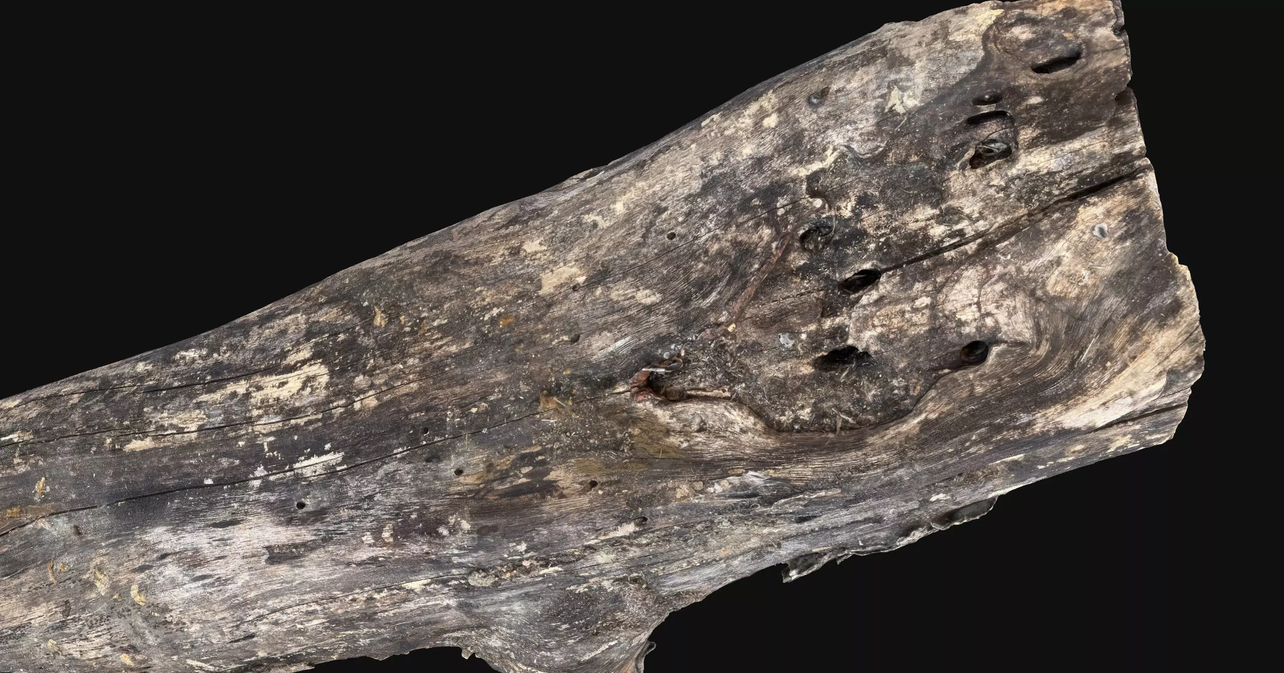 Withered piece of tree wood 3d scan highpoly 3D model_9