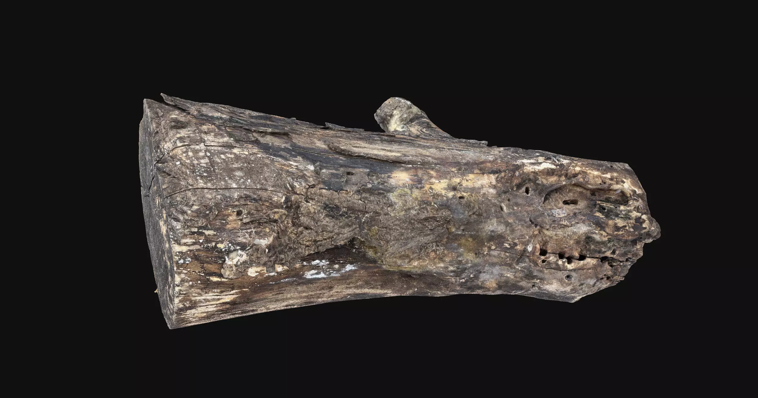 Withered piece of tree wood 3d scan highpoly 3D model_10