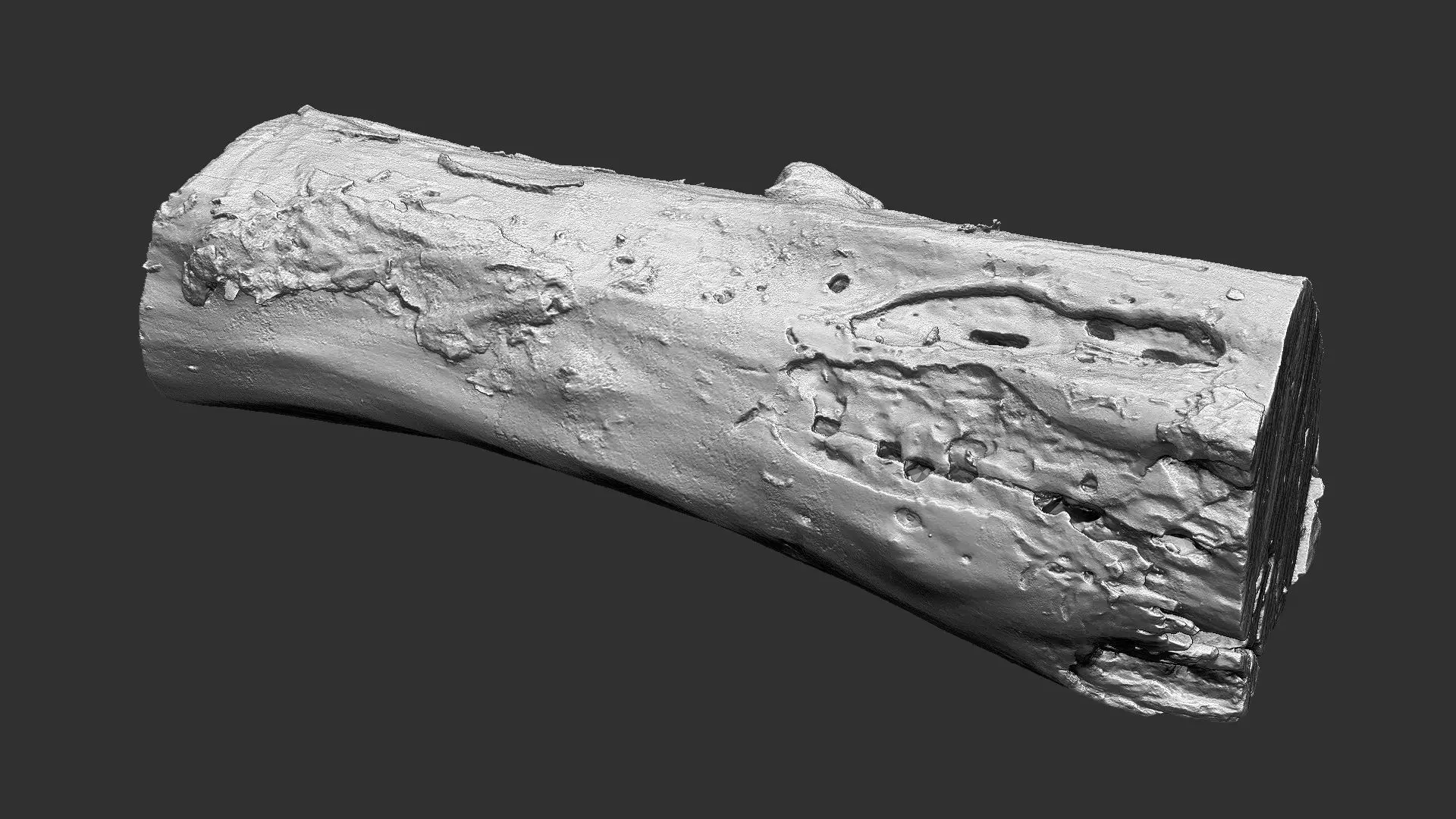 Withered piece of tree wood 3d scan highpoly 3D model_18