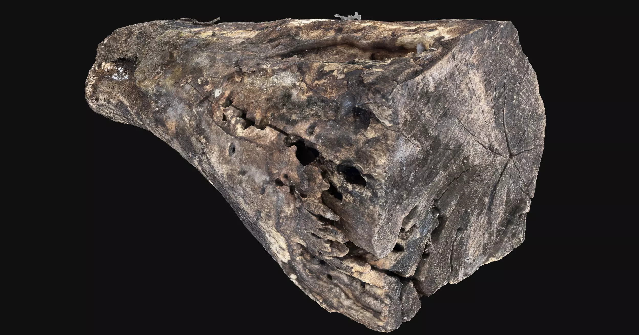 Withered piece of tree wood 3d scan highpoly 3D model_12