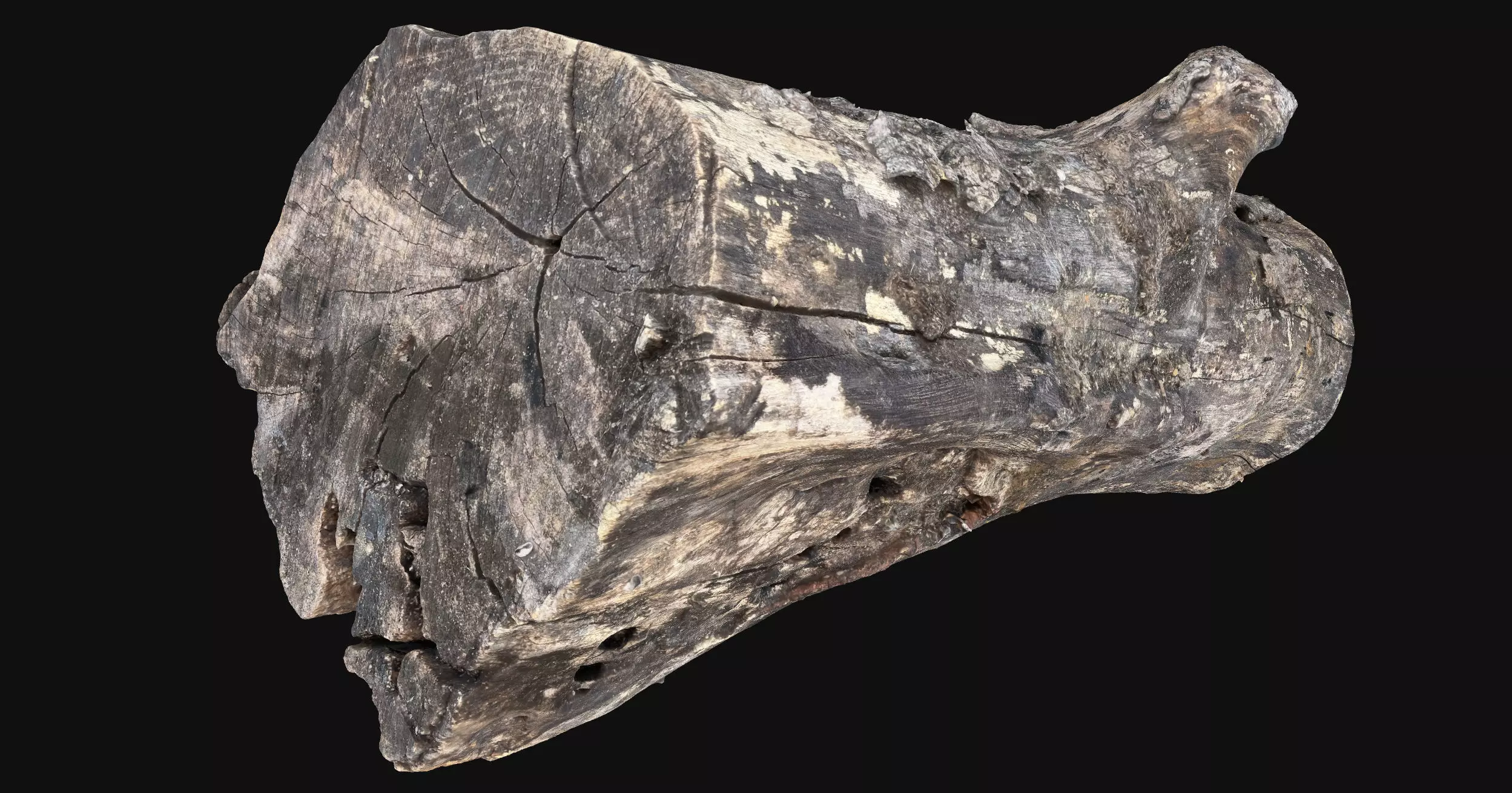 Withered piece of tree wood 3d scan highpoly 3D model_13