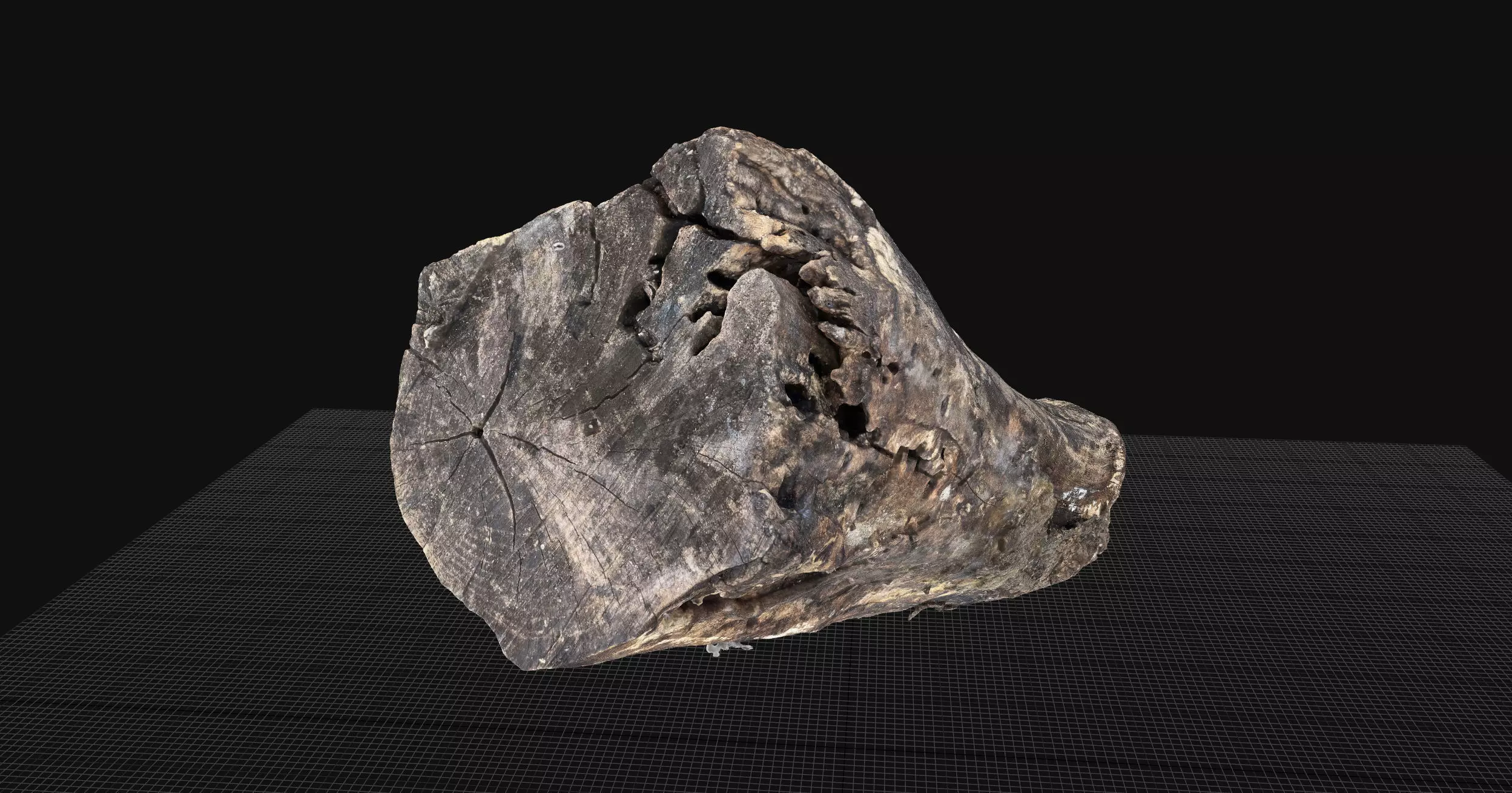 Withered piece of tree wood 3d scan highpoly 3D model_4