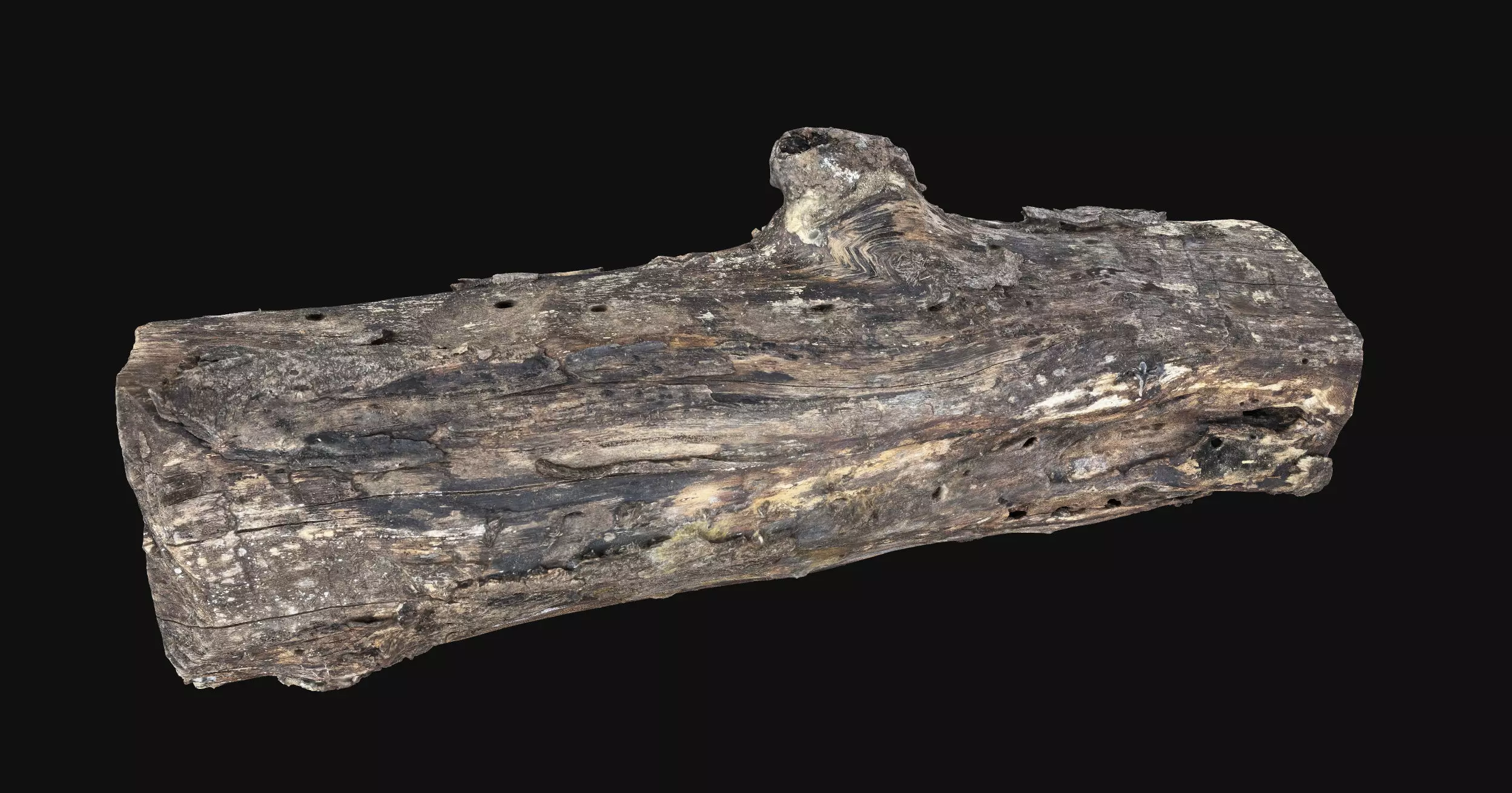 Withered piece of tree wood 3d scan highpoly 3D model_8