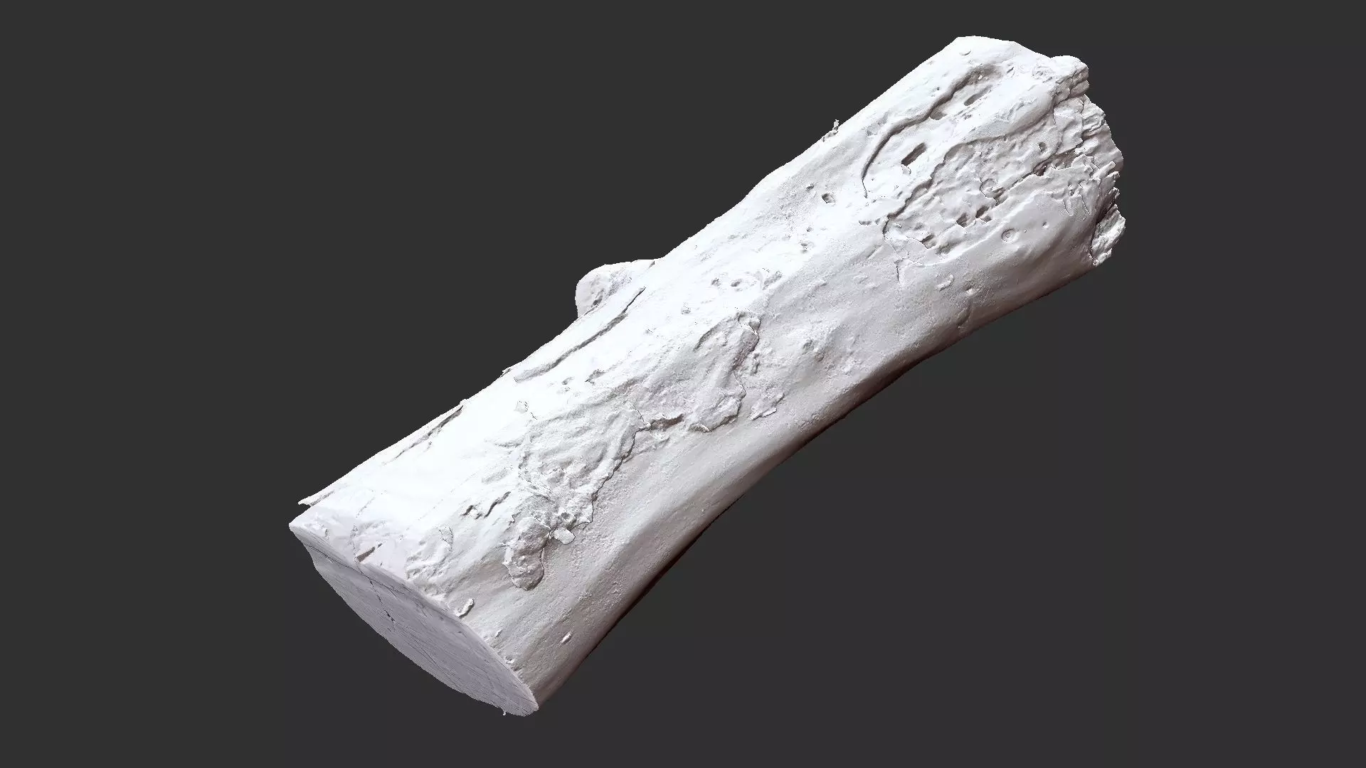 Withered piece of tree wood 3d scan highpoly 3D model_19
