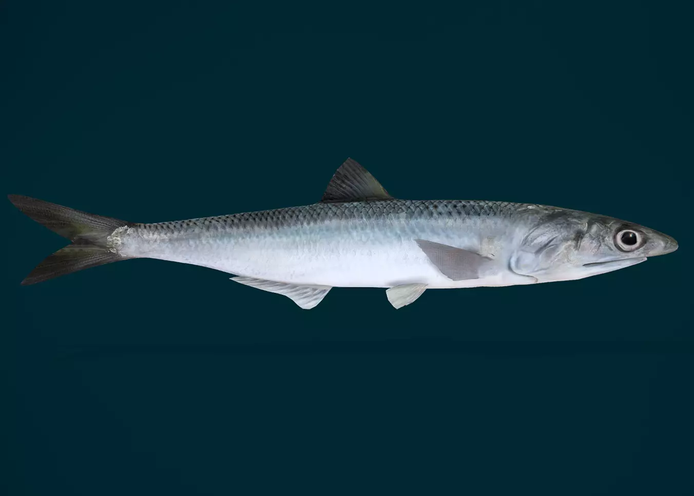 Anchovy Fish Animated 3D model_0