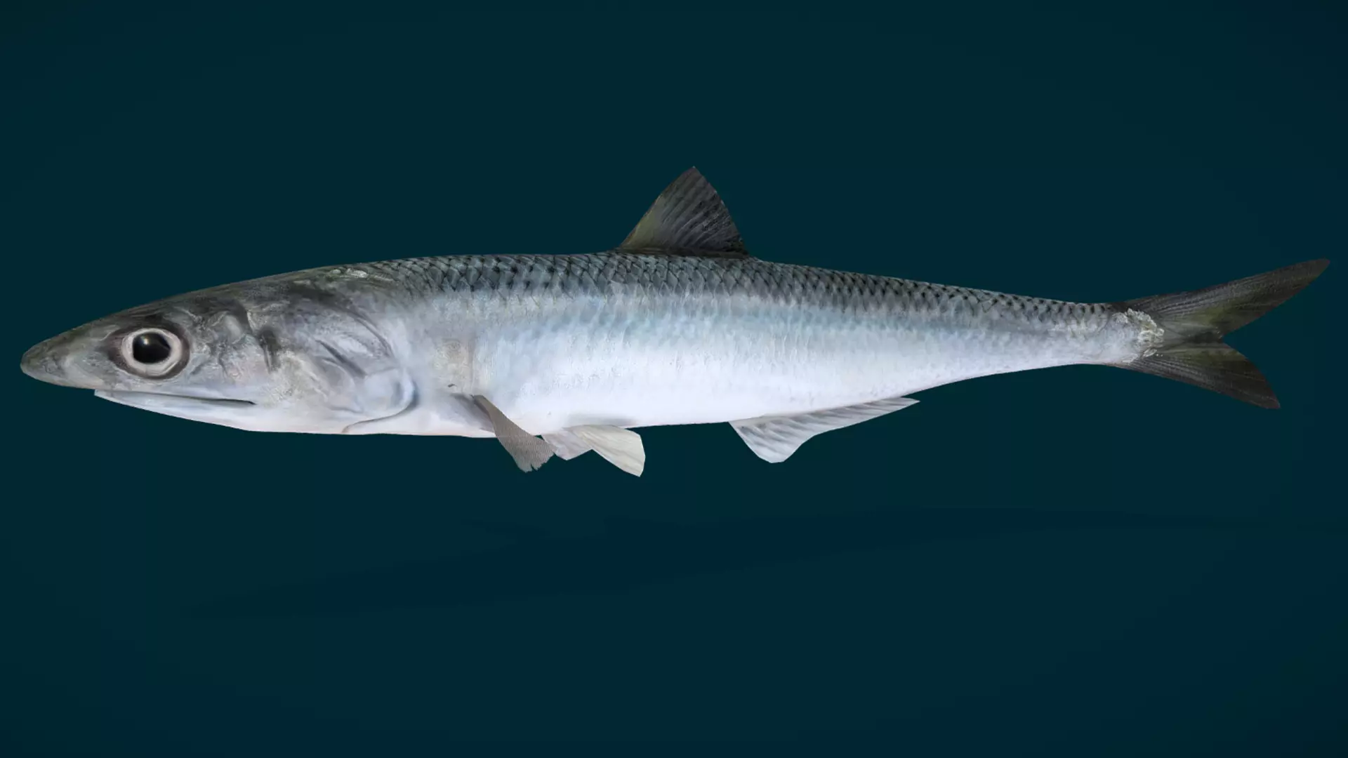 Anchovy Fish Animated 3D model_4