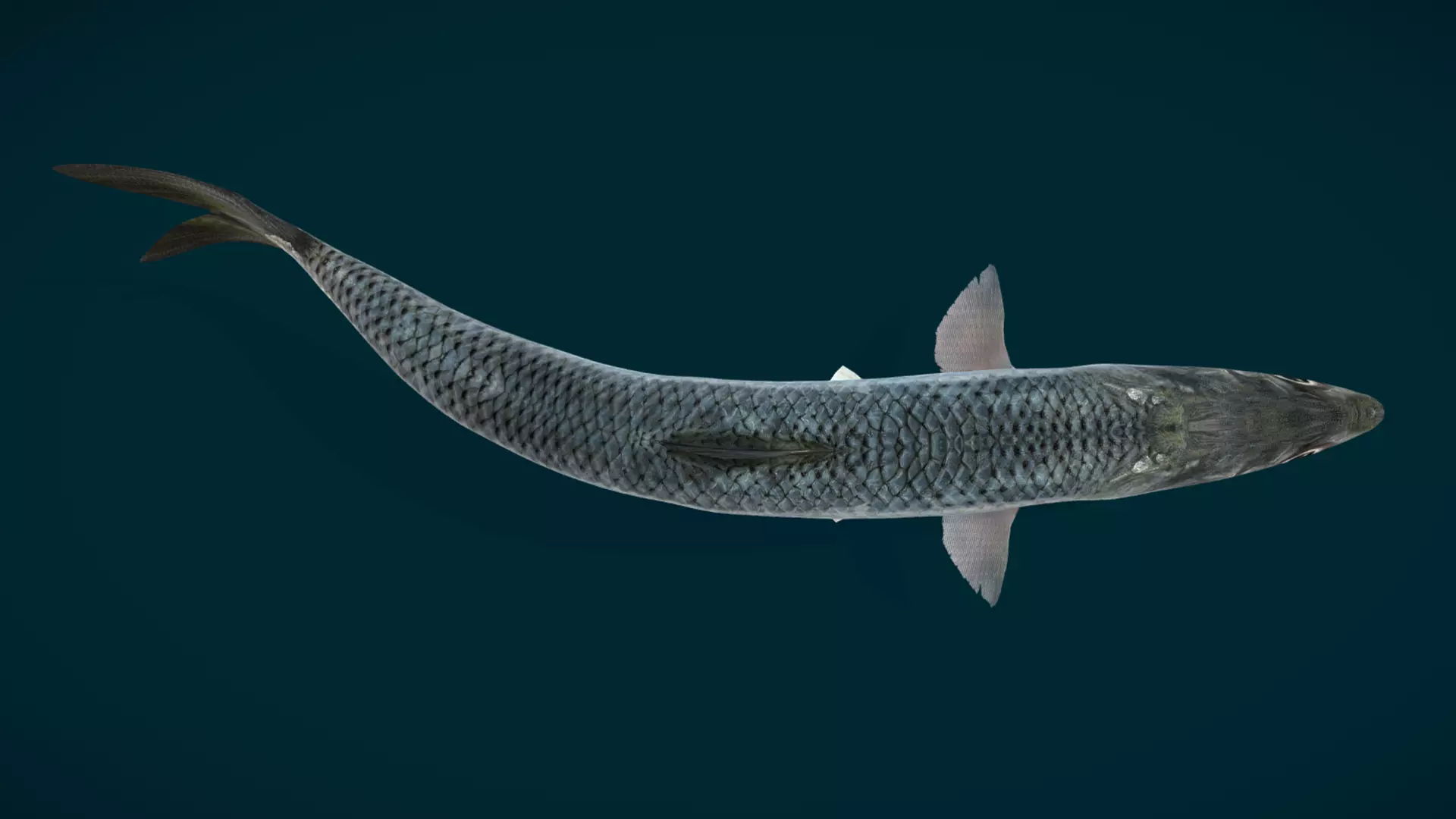 Anchovy Fish Animated 3D model_8